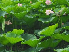 -长春市南湖公园