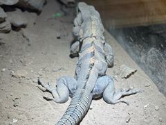 -萌宠奇缘(荣鼎店)