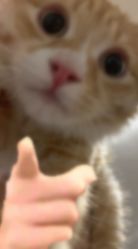 -匿名者纹身学院派·刺青