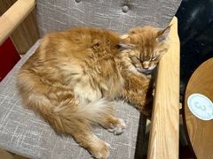 -藏猫猫咖啡主题馆(中央大道店)