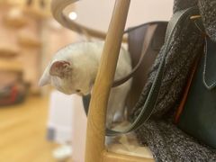 -猫咪派对(江南西店)