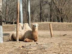 -北京野生动物园