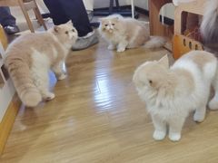-滚猫咖啡·猫咖·猫友好撸猫(未来城店)