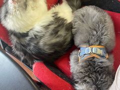 -多乐狗狗宠物训练工作室
