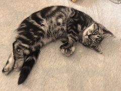 -瑞派·关忠动物医院·猫专科·犬专科(三环新城店)