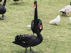 -顾村公园