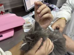 -瑞派名望志远动物医院·猫科·內科·异宠专科(直港大道店)