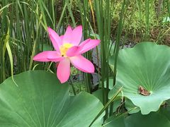 -羊亭河湿地公园