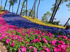 -板樟山森林公园