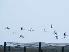 -盐城丹顶鹤湿地生态旅游区