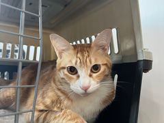 -爱诺耐芙动物医院(万博店)