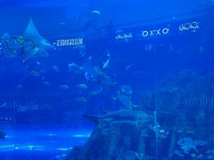 -迪拜水族馆及水下动物园