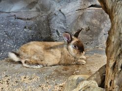 -Zoolung Zoolung动物主题公园(海信广场店)