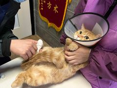 -美联众合宠物医院·爱萌分院·内外科·猫科中心