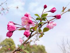 -顾村公园