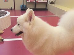 -和它·交个朋友·狗咖猫咖(爱琴海店)