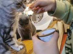 -猫小院猫主题咖啡厅(北锣店)