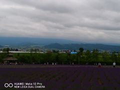 景点-富田农场