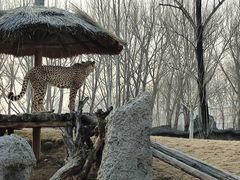 -北京野生动物园