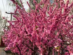 -比格比萨自助(万柳华联店)