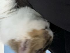 -伟伟宠物医院·瑞派猫友好医院·猫科(光谷店)