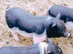 -前小桔亲子创意农场·草莓采摘·露营烧烤