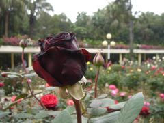 -人民公园(罗湖区)