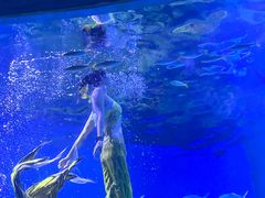 -海合安武汉极地海洋公园