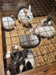 -酷嗒动物文化乐园(cutezoo西溪乐天城店)