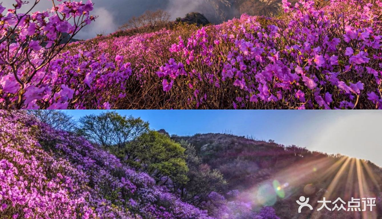 大連旅遊‖大黑山杜鵑花海攻略