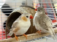 -北京观赏动物医院·24小时大型综合·猫专科·异宠专科