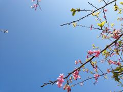 -锄山村