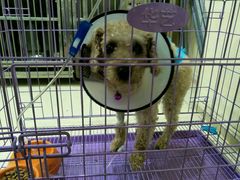 -米苏动物医院·犬猫专科·骨科外科内窥镜