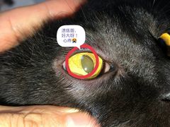 -芭比堂动物医院·犬猫全科·异宠专科(雁塔分院)