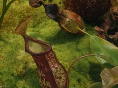 -国家植物园南园