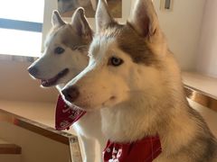 -Husky Go! 哈士奇体验馆·宠物咖啡厅狗咖