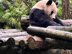 -都江堰中华大熊猫苑