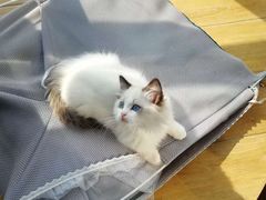 -70cat德文卷毛猫·缅因猫纯种猫舍