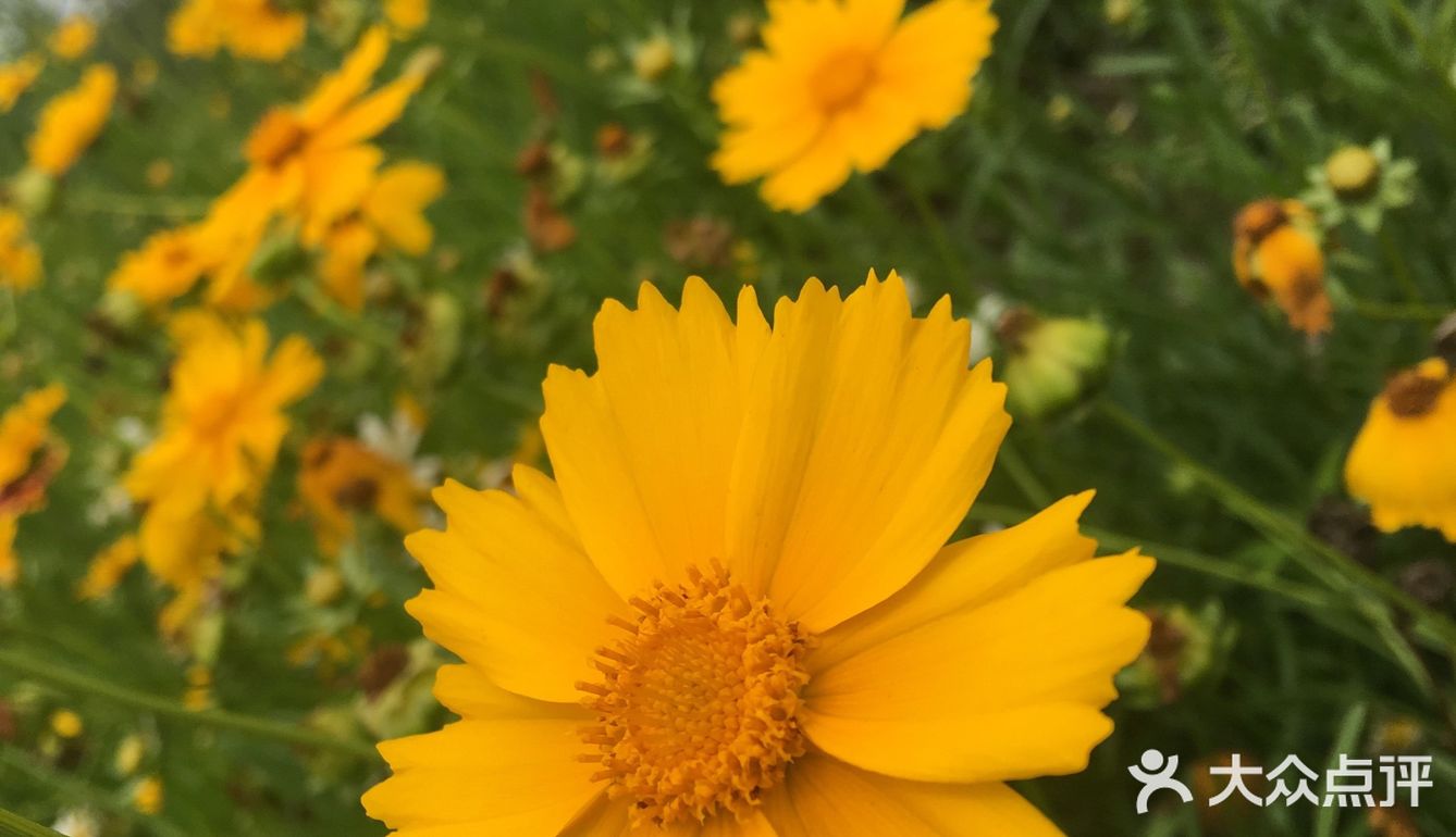 最近的花也开得好，河坡上长长一条粉色花带