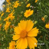 最近的花也开得好，河坡上长长一条粉色花带