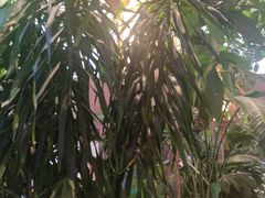 -桂满陇·蟹黄小笼汤包(清河万象店)