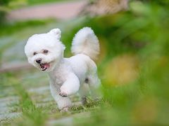 -超宠爱宠物摄影-Super pet