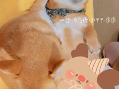 -逗柴咖啡屋·狗咖猫咖宠物桌游