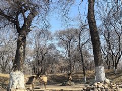 -北京野生动物园