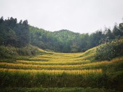 -紫鹊界梯田景区