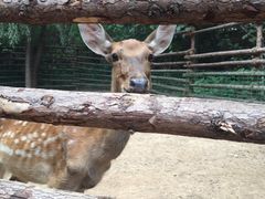 -石家庄市动物园