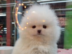 -FAELING PETS美天灵宠物(合生汇店)