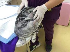 -创凡宠物医院·骨专科  猫科中心(西乡分院)