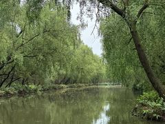 -大湾区中央湿地公园