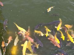 -西湖外事游船(花港观鱼码头)